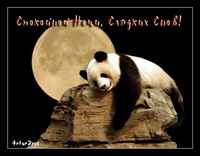 Панда! Большой панд! Мой панд! Анимации с пожеланием спокойной ночи, пожелания спокойной ночи гифы! Оригинальные пожелания спокойной ночи, анимация! скачать открытку бесплатно | 123ot