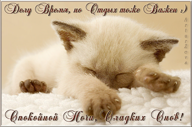 Открытка, спокойной ночи, сладких снов, нежная открытка с белым маленьким котиком, скачать открытки бесплатно. скачать открытку бесплатно | 123ot