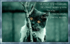 Открытка я жду тебя и скучаю с котятами, щенятами, зайчиками для ...