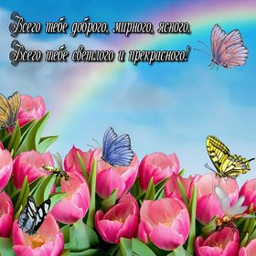 Яркая, красивая открытка с пожеланиями и стихами для любимых! Бабочки на розовых тюльпанах. Скачать открытку для самого дорогого человека бесплатно онлайн! скачать открытку бесплатно | 123ot