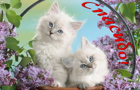 Яркая, красивая открытка спасибо и благодарю с цветами, с текстом, с пожеланием и стихом! Два котика в обрамлении из сирени. Скачать открытку на тему спасибо и благодарю с цветами бесплатно онлайн! скачать открытку бесплатно | 123ot