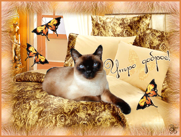 Яркая, красивая открытка с добрым утром, сестренка, сестра! Кот, кошка, бабочка. Скачать бесплатно онлайн! скачать открытку бесплатно | 123ot