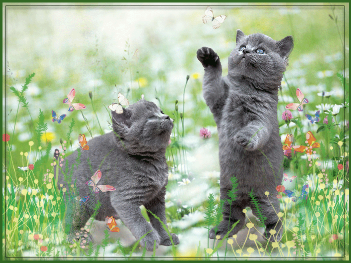 Яркая, красивая открытка с добрым утром, сестренка, сестра! Котики. Два кота. Коты. Скачать бесплатно онлайн! скачать открытку бесплатно | 123ot