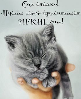 Яркая, красивая открытка спокойной ночи, сладких снов! Маленький котенок спит на руке. Скачать открытку спокойной ночи бесплатно онлайн! скачать открытку бесплатно | 123ot
