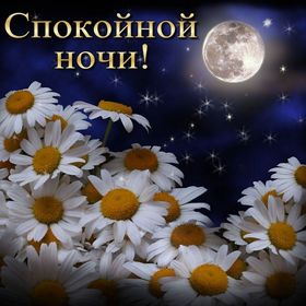 Яркая, красивая открытка спокойной ночи, сладких снов! Ромашки под полной луной в звёздном небе. Скачать открытку спокойной ночи бесплатно онлайн! скачать открытку бесплатно | 123ot