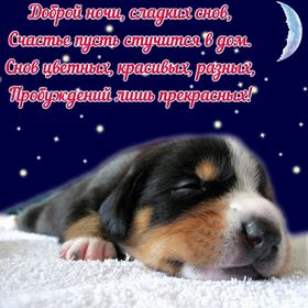 Яркая, красивая открытка спокойной ночи, сладких снов! Симпатичный пёсик и пожелание сладких снов. Скачать открытку спокойной ночи бесплатно онлайн! скачать открытку бесплатно | 123ot