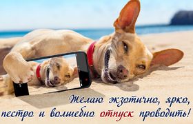 Яркая, красивая открытка на тему отпуска! Собачка со смартфоном на белом песке. Скачать открытку хорошего отпуска, хорошо отдохнуть бесплатно онлайн! скачать открытку бесплатно | 123ot
