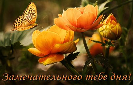 Яркая, красивая открытка хорошего дня, подруга, подружка! Бабочка над красивыми цветами. Скачать открытку хорошего дня бесплатно онлайн! скачать открытку бесплатно | 123ot