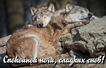 Яркая, красивая открытка спокойной ночи, сладких снов! Красивые волчки видят сладкие сны. Скачать открытку спокойной ночи бесплатно онлайн! скачать открытку бесплатно | 123ot