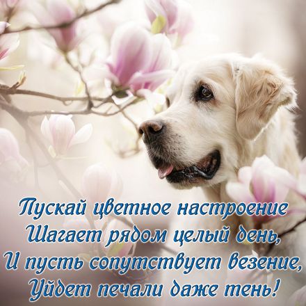 Яркая, красивая открытка хорошего настроения! Милая собачка на красивом фоне. Скачать открытку хорошего настроения бесплатно онлайн! скачать открытку бесплатно | 123ot