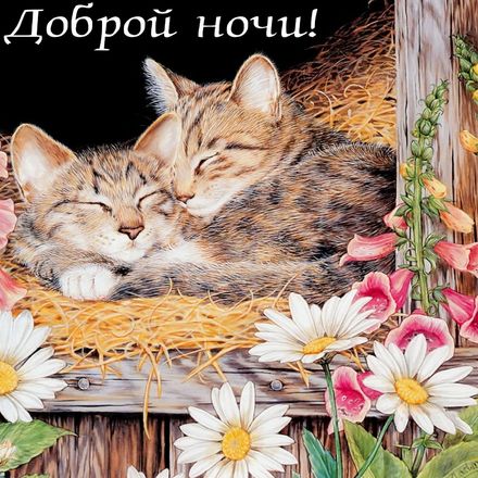 Яркая, красивая открытка спокойной ночи, сладких снов! Открытка доброй ночи со спящими котятами. Скачать открытку спокойной ночи бесплатно онлайн! скачать открытку бесплатно | 123ot