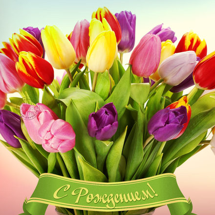 Чудо тюльпаны! Красивые открытки с днём рождения женщине для вацап, whatsapp! Скачать бесплатно онлайн! скачать открытку бесплатно | 123ot