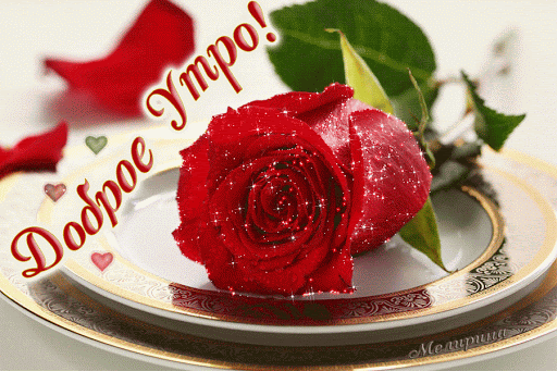 Роза красная... Просыпайся... Гифки с добрым утром любовь моя, гифки страстные с добрым утром! скачать открытку бесплатно | 123ot