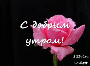 Прекрасного утра, красивая картинка, фотография с цветочками (цветы) женщине, жене скачать онлайн! скачать открытку бесплатно | 123ot