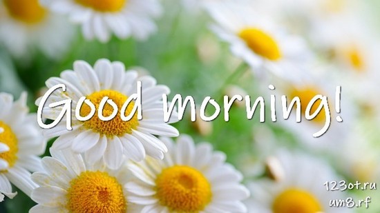 Доброе утро и отличного дня, красивая картинка, фотография с цветочками (цветы) девушке, женщине отправить на вацап! скачать открытку бесплатно | 123ot