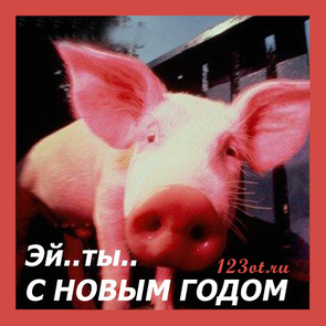 Открытки, картинки с новым годом свиньи! С новым годом 2019! Год свиньи! Год кабана! Открытка со свиньей, свинкой, поросенком! Красивое поздравление в стихах и прозе! (Поздравить по вацап, вайбер, телеграм! Скачать открытку онлайн для вк, одноклассники, фейсбук!) скачать открытку бесплатно | 123ot