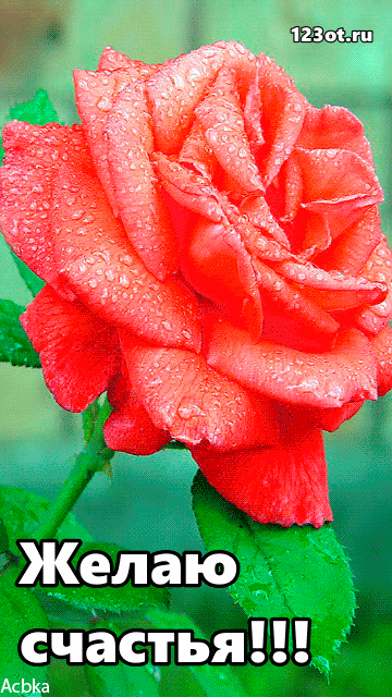 Анимации и гифки с цветами для женщины с пожеланием счастья! Желаю счастья! Открытки и картинки с цветами, цветочками! Розы, орхидеи, ромашки, подснежники! (Сообщение на вацап, вайбер, телеграм! Скачать открытку онлайн для вк, одноклассники, фейсбук!) скачать открытку бесплатно | 123ot