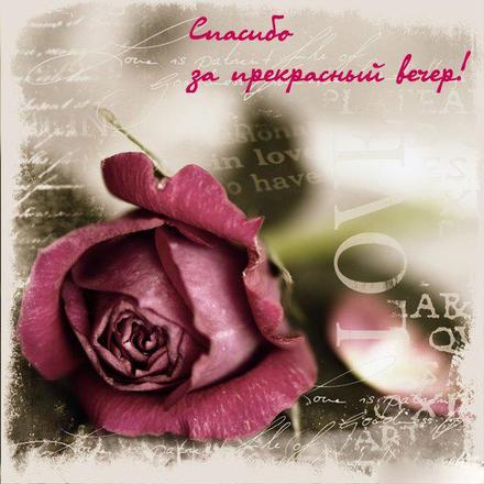 Открытка, картинка с очень красивой чайной розой! Спасибо за прекрасные вечер! скачать открытку бесплатно | 123ot