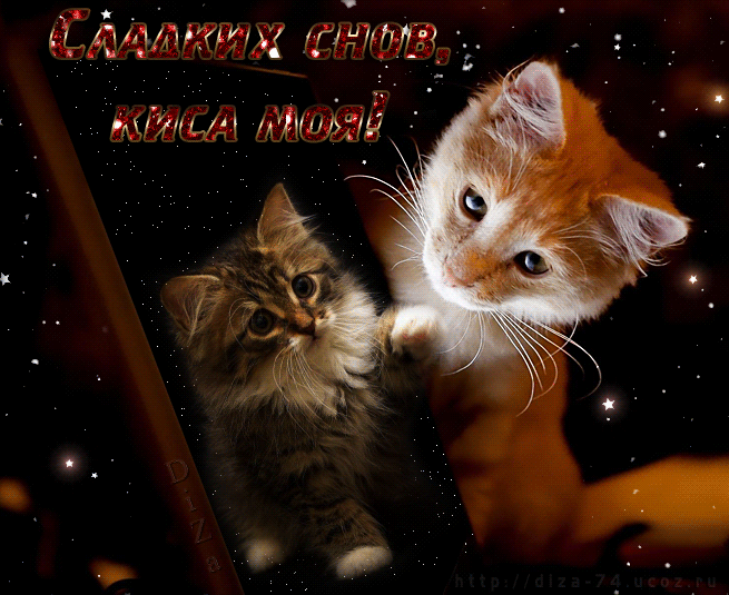 Открытка GIF сладких снов, спокойной ночи, коты! скачать открытку бесплатно | 123ot