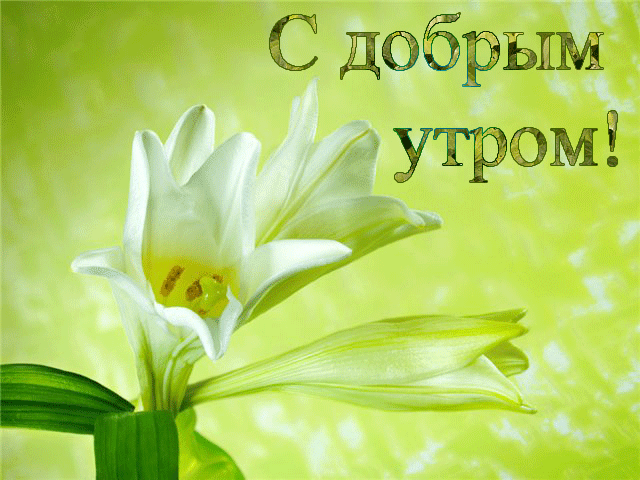 Открытка Пожелание Доброе утро Лето Лилии Цветы скачать открытку бесплатно | 123ot