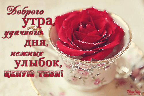 Красивая открытка с красной розой! Доброе утро! скачать открытку бесплатно | 123ot