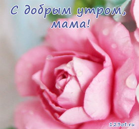 Открытка с добрым утром, мама! Бутон розовой розы. Большой бутон. Открытка для мамы! Доброе утро! скачать открытку бесплатно | 123ot