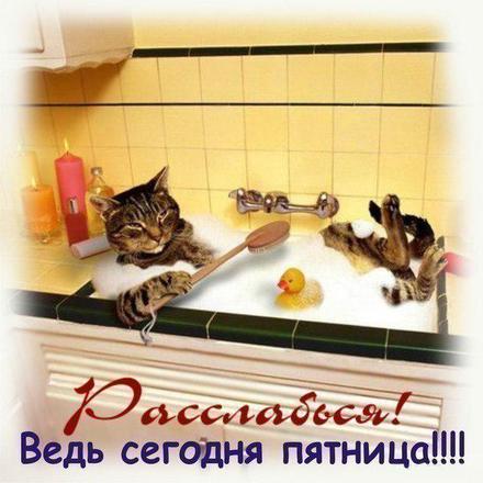 Открытка, картинка. Дни недели. Ура, пятница! Кошка в ванне, моет свои лапки. скачать открытку бесплатно | 123ot