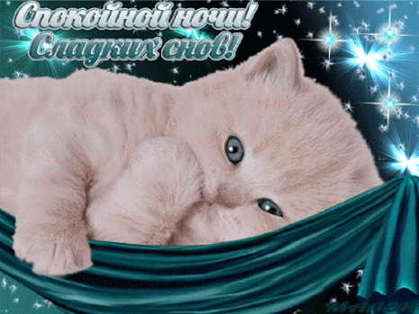 Белая кошка! Гиф с пожеланием спокойной ночи, пожелания спокойной ночи гифы, гиф картинки пожелания спокойной ночи, красивые гифы с пожеланием спокойной ночи! скачать открытку бесплатно | 123ot