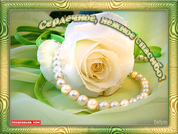 Картинка, открытка. Спасибо и благодарю. Красивая белая роза с жемчужиной. скачать открытку бесплатно | 123ot