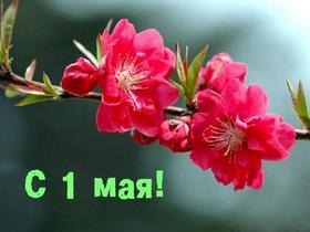 Открытка с 1 мая и красными цветами, картинка 1 мая, красивые цветы, ветка с цветами, Первомай, праздник, День весны и труда, поздравление! скачать открытку бесплатно | 123ot