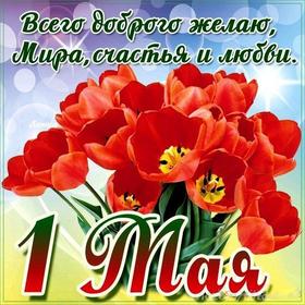 Открытка на 1 мая, картинка с 1 мая, первомай, майские праздники, красные весенние цветы, весна, красные тюльпаны. скачать открытку бесплатно | 123ot