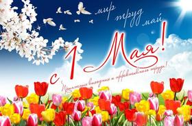 Открытка на 1 мая, картинка с полем тюльпанов, 1 мая, Первомай, праздник, природа, небо, цветы, День весны и труда, поздравлени! скачать открытку бесплатно | 123ot