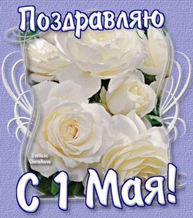 Открытка 1 мая, картинка на 1 мая, первомай, майские праздники, белые розы, цветы. скачать открытку бесплатно | 123ot