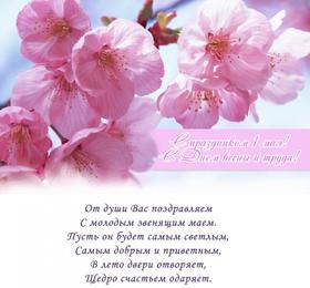 Открытка 1 мая с розовыми цветами яблони, картинка 1 мая нежные цветы, Первомай, праздник, День весны и труда, поздравление! скачать открытку бесплатно | 123ot
