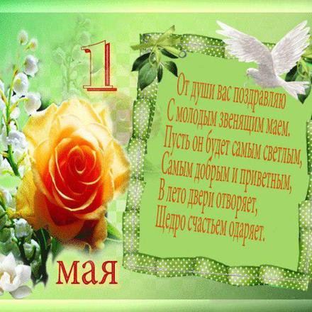 Открытка с розой на 1 мая для женщины, картинка 1 мая, первомай, майские праздники, цветы, розы, весна, стихи. скачать открытку бесплатно | 123ot