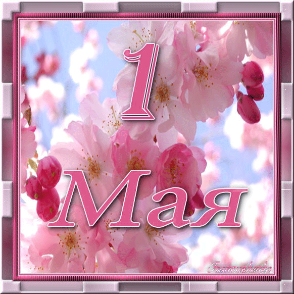 Нежная розовая открытка на 1 мая, праздник Первомай! Гиф, анимация! Цветы! День весны и труда! Мир, труд, май! Поздравление на 1 мая! скачать открытку бесплатно | 123ot