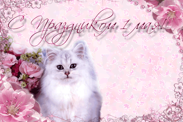 Открытка на 1 мая, белый кот, котенок, праздник Первомай! Розы! Gif, анимация! День весны и труда! Мир, труд, май! Поздравление на 1 мая! скачать открытку бесплатно | 123ot