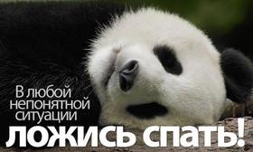 Открытка с юмором доброй ночи, спокойной ночи, сладких снов, большой панда! Ложись спать! скачать открытку бесплатно | 123ot