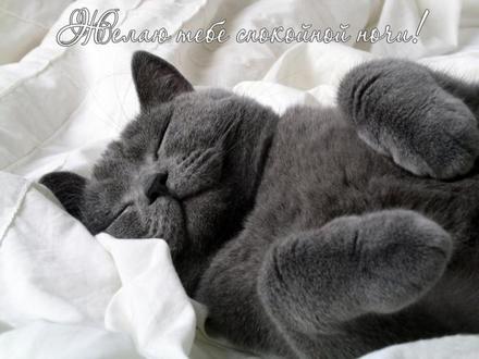 Открытка спокойной ночи с котенком, спящий красивый кот! Спокойной ночи! Кот в кроватке! Спокойно йночи, фото с котом! Пожелание! скачать открытку бесплатно | 123ot