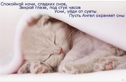 Открытка с милым маленьким котенком... спокойной ночи, красивая открытка сладких снов скачать открытку бесплатно, с милым котенком. скачать открытку бесплатно | 123ot