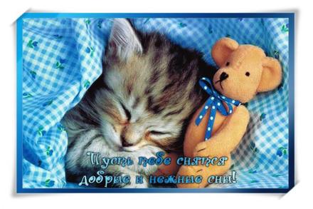 Открытка спокойной ночи, открытка с котом! Спящий котик! Открытка с пожеланием спокойной ночи! Короткое пожелание на открытке! скачать открытку бесплатно | 123ot