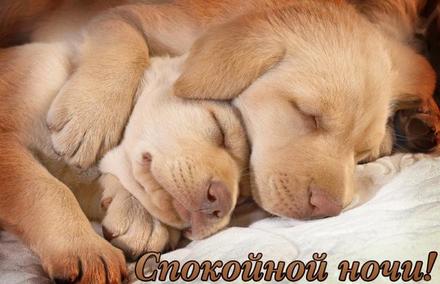 Милая открытка, спокойной ночи, сладких снов, доброй ночи, открытка с собаками спящие собаки. скачать открытку бесплатно | 123ot