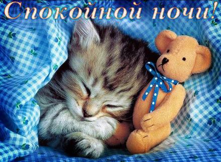 Красивая открытка с надписью... спокойной ночи. Открытка сладких снов, спокойной ночи с милым котиком и игрушкой. скачать открытку бесплатно | 123ot