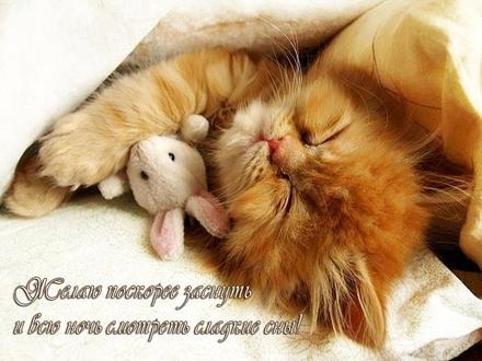 Открытка, сладких снов, спокойной ночи, пожелание своими словами для тебя, котенок, зайка. скачать открытку бесплатно | 123ot