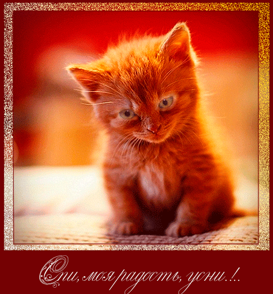 Красивая анимационная открытка, спокойной ночи, сладких снов, открытка гиф с рыжим котенком, яркая открытка. скачать открытку бесплатно | 123ot