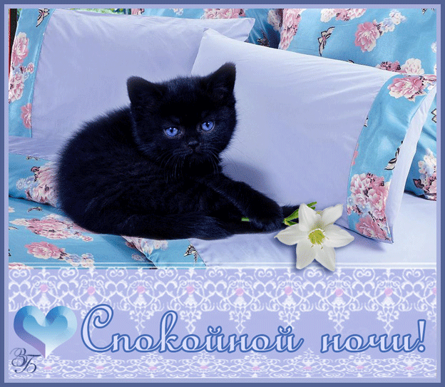 Открытка Gif, анимация с черным котом, спокойной ночи! Котенок в кроватке! Черный милый котенок! Скачать открытку бесплатно! скачать открытку бесплатно | 123ot