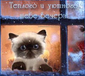 Открытка Тёплого и уютного тебе вечера! Милый котёнок. Окно. Вечер. Зима. Свет. Глубокие голубые глаза. Ель. Свечи. скачать открытку бесплатно | 123ot