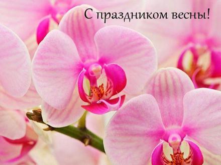 Открытка на 8 Марта Орхидеи. Открытки  Открытка на 8 Марта Розовые орхидеи скачать бесплатно онлайн скачать открытку бесплатно | 123ot