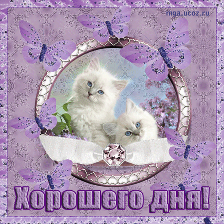 Открытка GIF хорошего дня! Пожелание хорошего дня! Милые белые пушистые котики! Отличного, прекрасного дня! скачать открытку бесплатно | 123ot