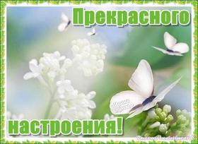 Нежная летняя открытка хорошего настроения, белые цветы, белые бабочки, улыбайся, пожелание отличного настроения! скачать открытку бесплатно | 123ot